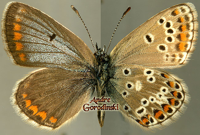 http://www.gorodinski.ru/lycaenidae/Ultraaricia vandarbani .jpg